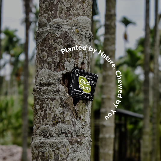 Charcoal Mint Chewing Gum - Plastic-Free, Sugar-Free, Natural, Biodegradable, Vegan. 15 Pieces per Pack, 21g, 4 Packs