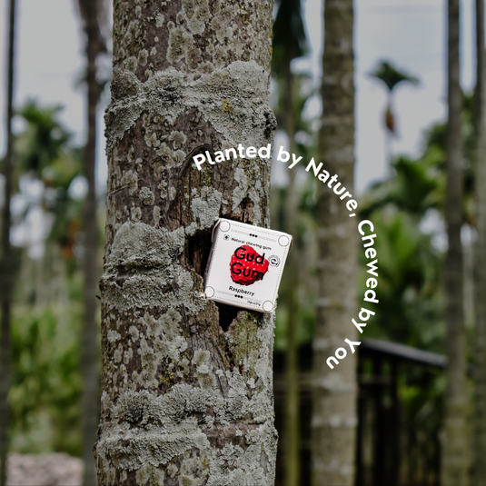 Raspberry Chewing Gum - Plastic-Free, Sugar-Free, Natural, Biodegradable, Vegan. 15 Pieces per Pack, 21g, 4 Packs