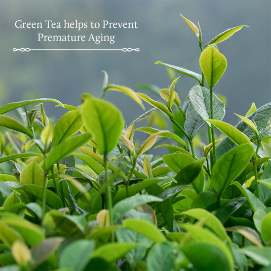 Green tea as a anti aging agent