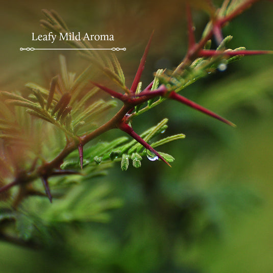 Leafy Mild Aroma