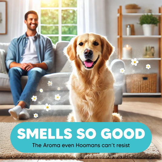 LetsShave EZ-WIZZY 2 in 1 Pet Shampoo for dogs (1000ml), Enriched with Pomegranate & Aloe Vera Juice, Puppy Safe Formula, Shampoo & Conditioner for Dogs, Cats & Other Animals, (250ml x 4)