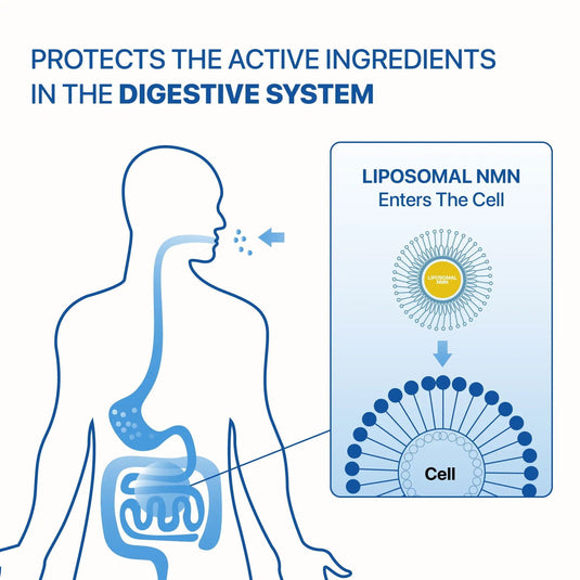 Liposomal NMN | Βeta Nicotinamide Mononucleotide - Decode Age